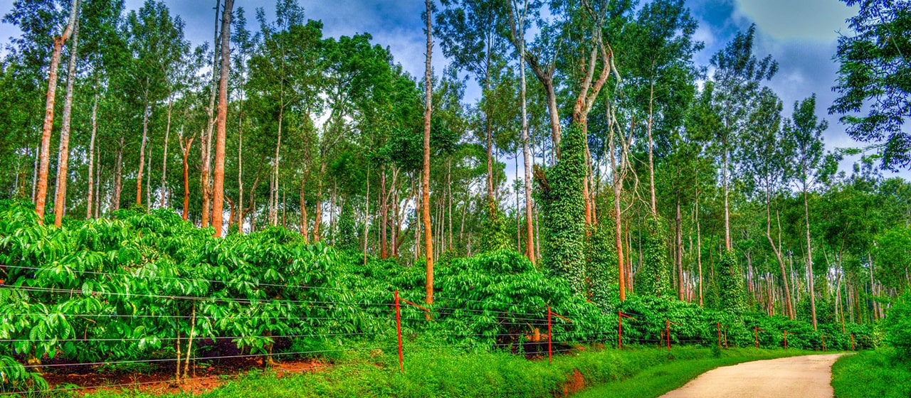 “Coorg” The Scotland of India. One of the best tourist places in India.